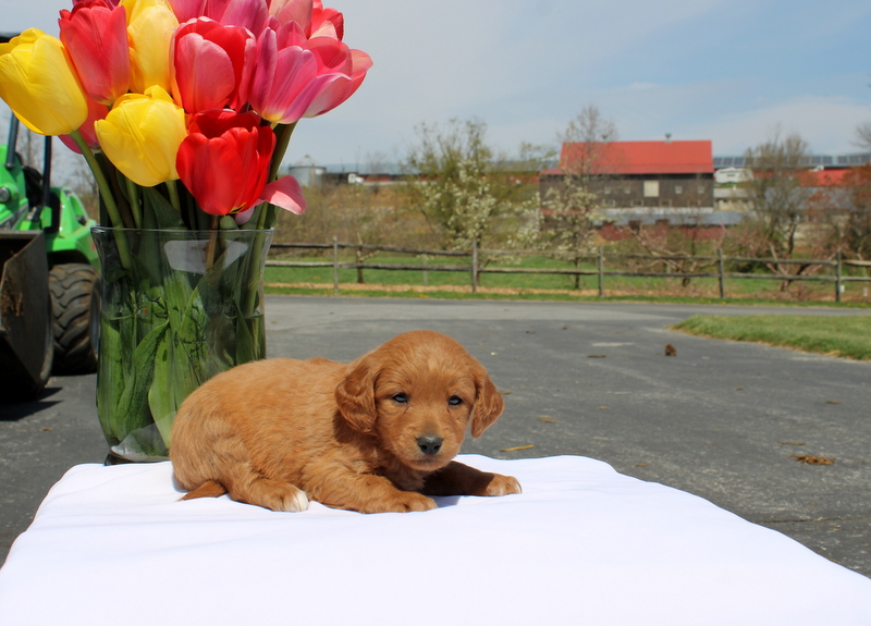 puppy, for, sale, Mini Goldendoodle F2, Matthew B. Stoltzfus, dog, breeder, Gap, PA, dog-breeder, puppy-for-sale, forsale, nearby, find, puppyfind, locator, puppylocator, aca